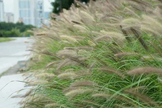 giant foxtail