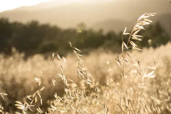 golden cheatgrass