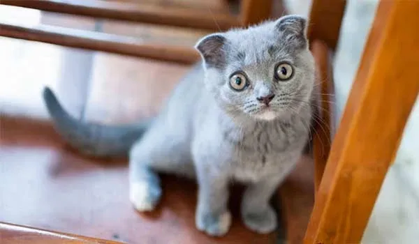 maru the cat