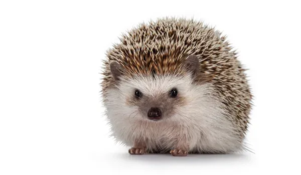 not rodents