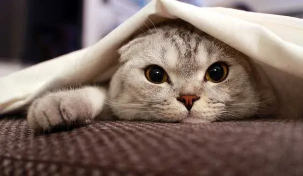 scottish folds