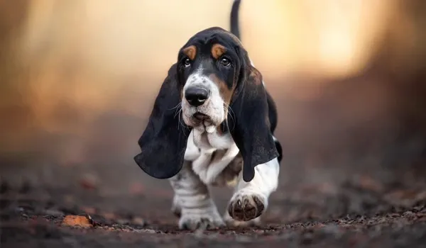 some dogs’ ears work with their noses