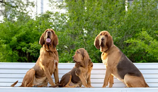 the best dog sniffing breeds