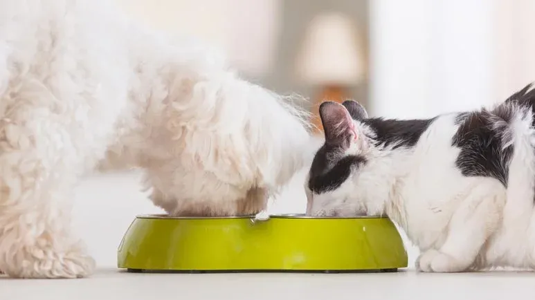 Got Cats and Dogs? Do This in a Pinch, but Don't Make It a Habit
