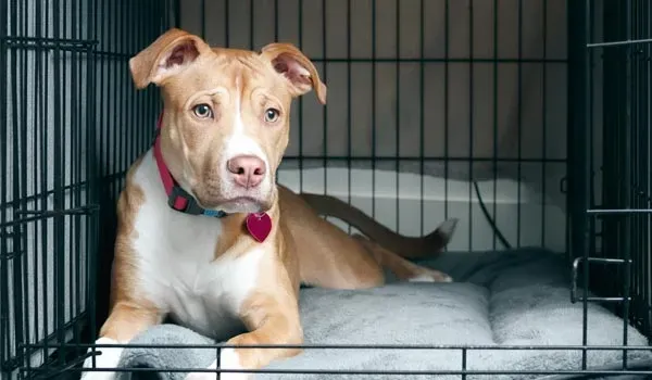 Thinking of dog crates as jail cells