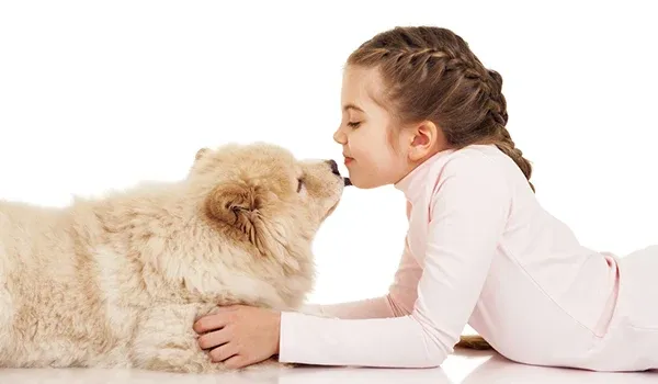 dog smellers vs human