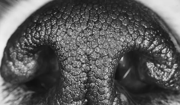 dogs nose prints are completely unique