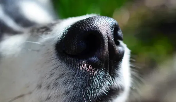 whats the wet nose all about