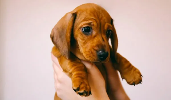 not teaching your dog to accept handling