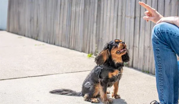 failing to obedience train your dog