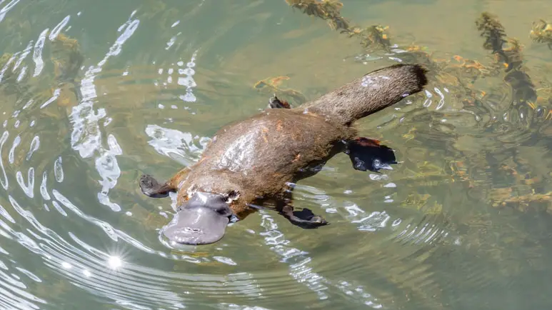 Platypuses Are So Peculiar, Early Scientists Thought They Were Being Tricked