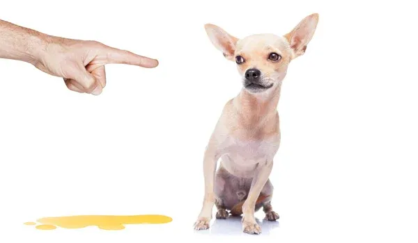 punishing your dog for potty mistakes