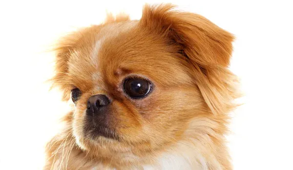 short-snouted pups are less smell sensitive