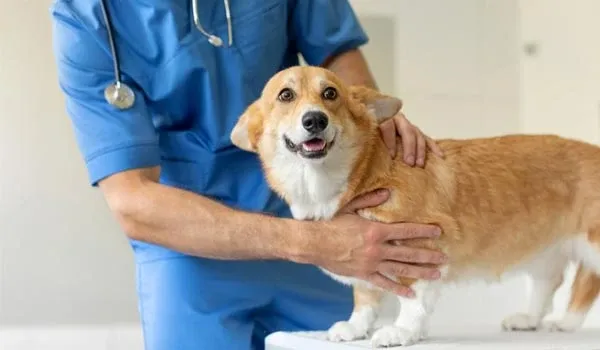 skipping wellness checkups