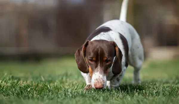 scent tracking pups are persistent