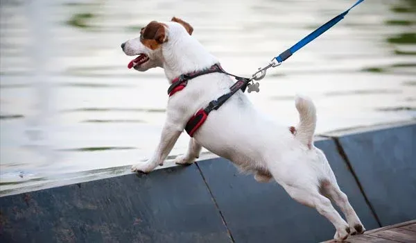 choosing the wrong type of collar harness or leash