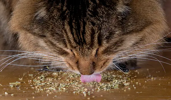 catnip