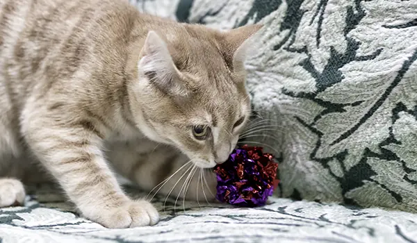 diy toy