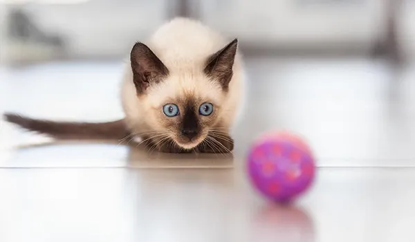 sparkle ball