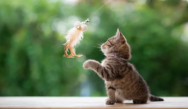 toy with bell