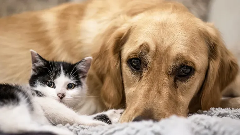 If Your Pet Could Talk, She'd Beg You to Get These Things Out of Your Home