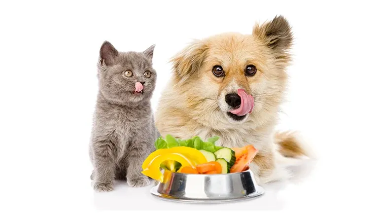 Why Your Pet Absolutely Needs Fresh Vegetables