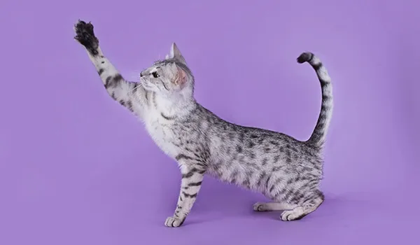 active Egyptian Mau