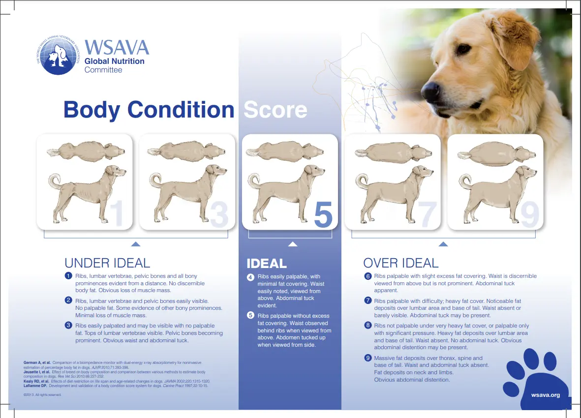 Dogs Body Condition Score Chart