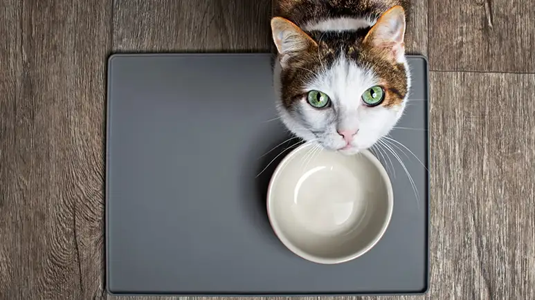 Researchers Studied Cats' Eating Behavior and You Won't Believe What They Found