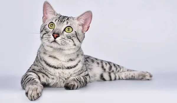 Egyptian Mau cat