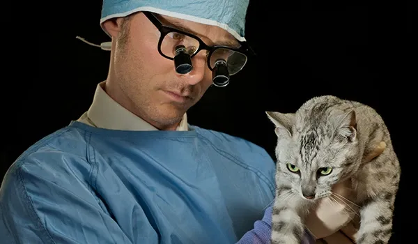 Egyptian Mau checkup