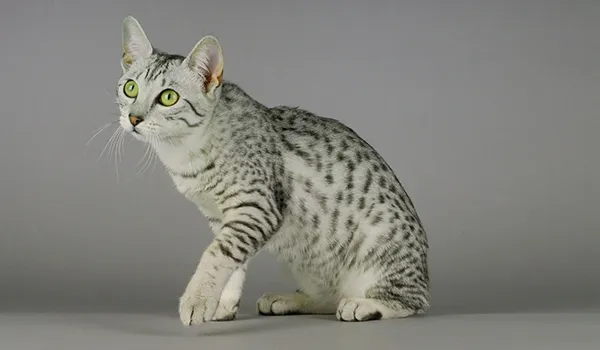 Egyptian Mau coat