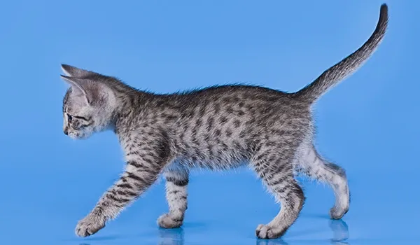 Egyptian Mau kitten