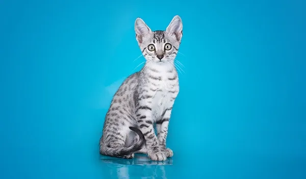 Egyptian Mau