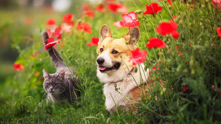 The Garden Threat That Few Pet Owners Know About