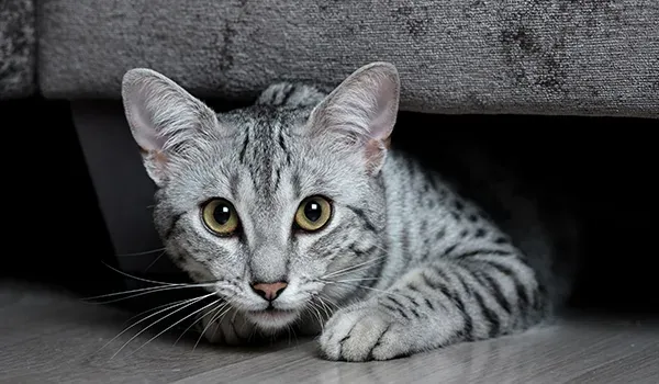 shy Egyptian Mau