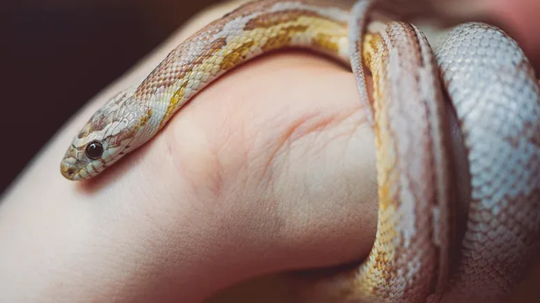 When This Reptile Stops Eating, Here's What to Do