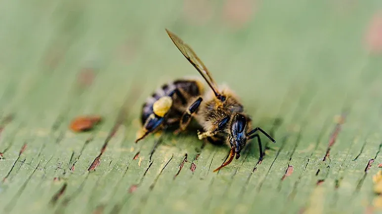 Do You Make This Bee-Killing Mistake?