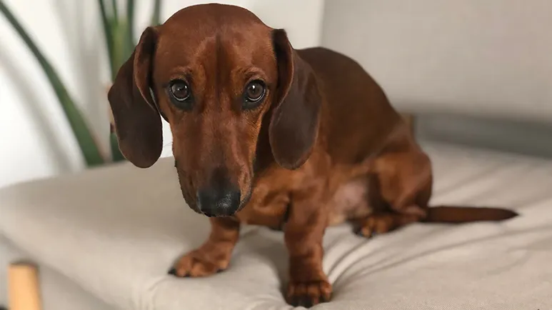 What Your Dog's 'Guilty Look' Tells You — And What It Doesn't