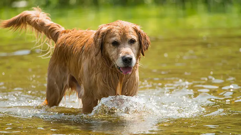Sniff, Splash, Sick? Keep Your Dog Safe from Toxic Algae