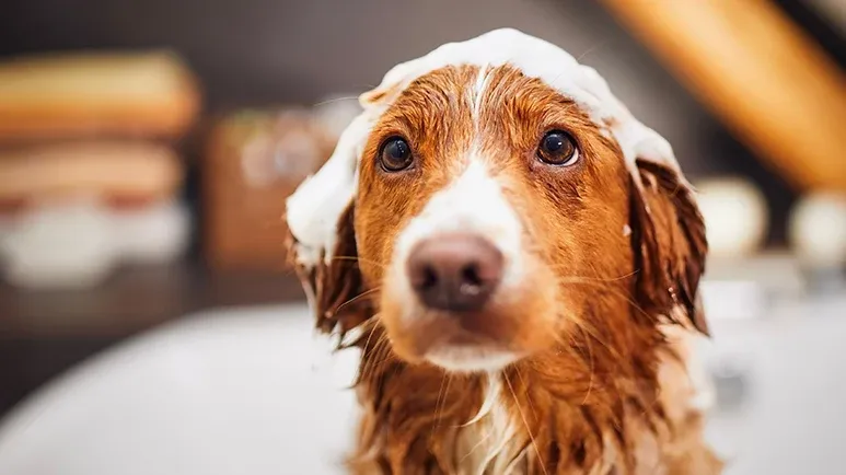 Bath Time Emergency — What Is Safe for Dogs?