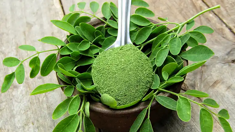 Moringa: Tiny Leaves, Big Benefits for Your Pet