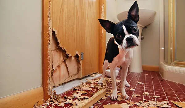 dog guilty look