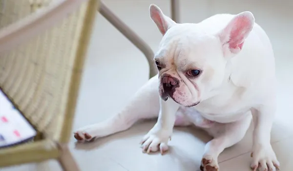 frog dog