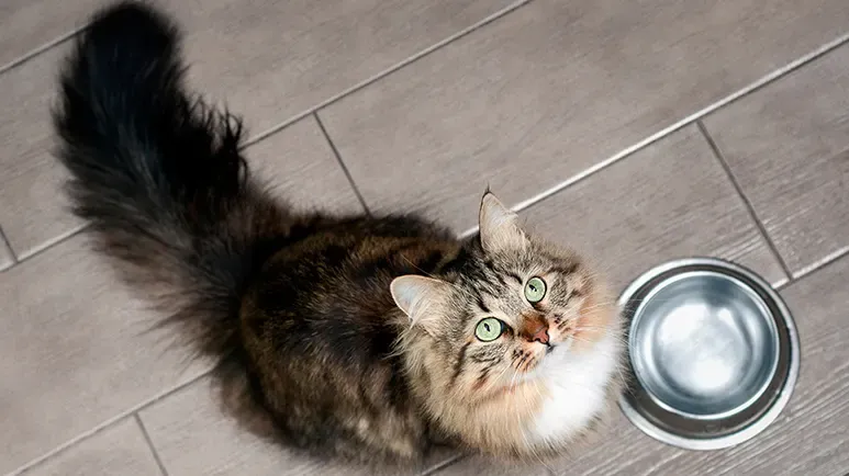 Ignore This Pet 'Gold Standard' — It Can Leave Your Pet Sickly