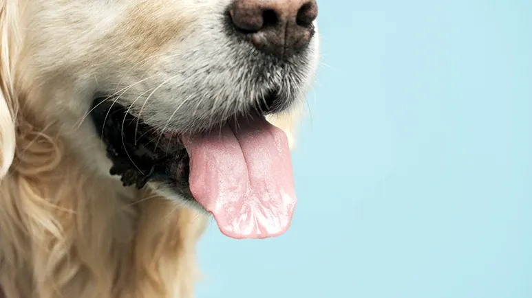 The Hidden Health Risk Behind Doggie Breath