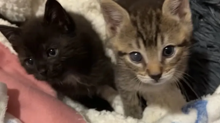 Kittens Crash Mom's Livestream Every Day