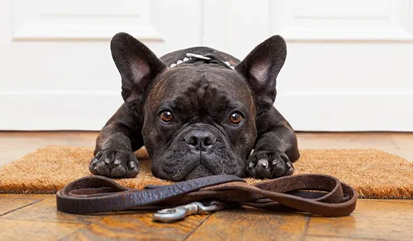 little frenchie
