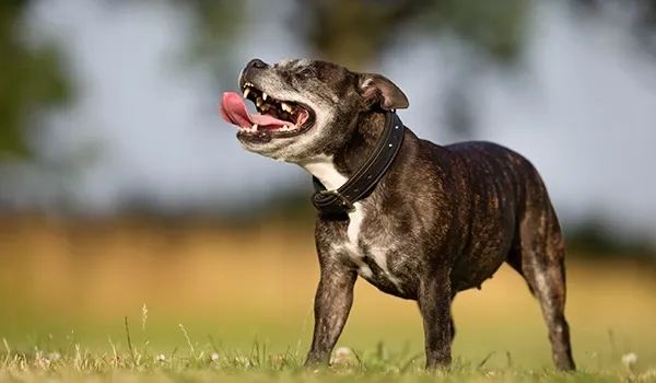 old dogs dont change