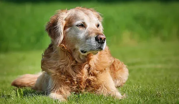 old dogs unruffled dignity
